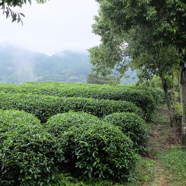 Digestion Tea Organic Pu'er fermented tea